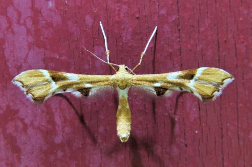 Réf. 336 674 : Cnaemidophorus rhododactyla